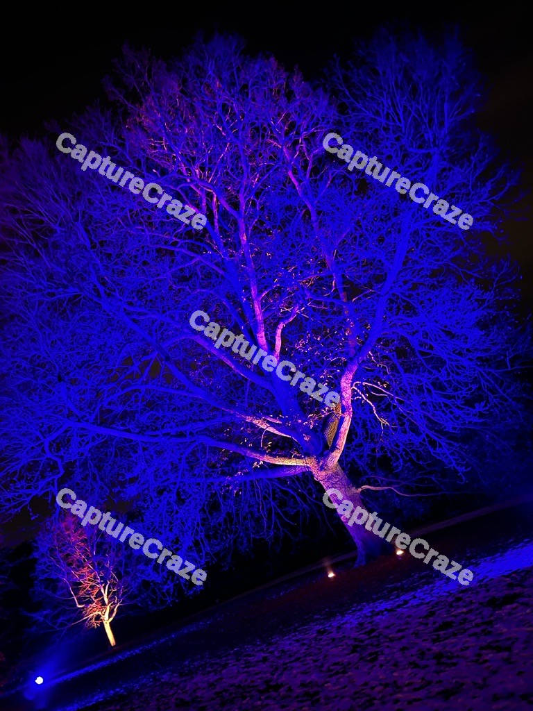Lighted Blue Tree